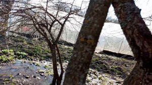 Мой сад и огород весной после таяния снега.