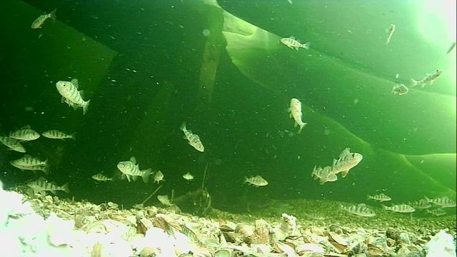 1000013436.mp4Волга гл.2м.25.04.2026г.