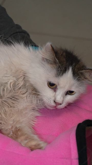 Фиона с улицы: как уличная кошечка покорила нас доверием и борется с болезнью 😻🩺