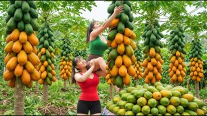 Собираю папайю, фиолетовую кукурузу и огурцы, которые везу на рынок продавать. Фунг. Вьетнам