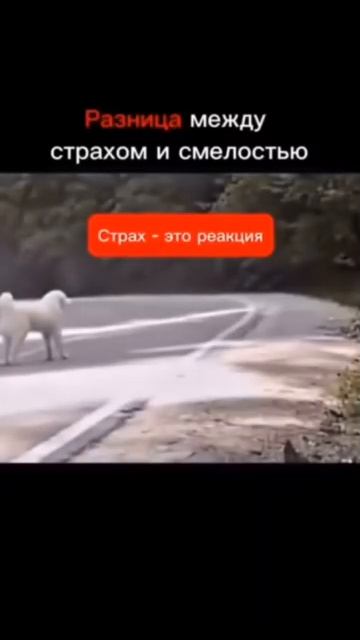 А вот вам ещё для настроения 🤣