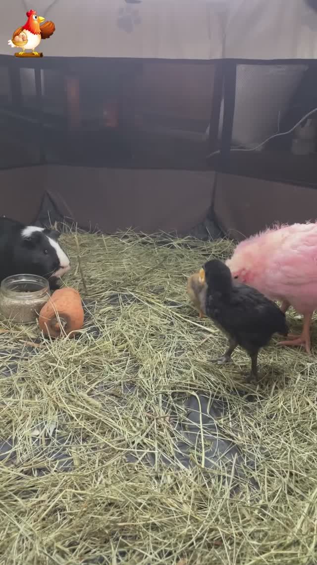Морская свинка в гостях у трех цыплят (3)