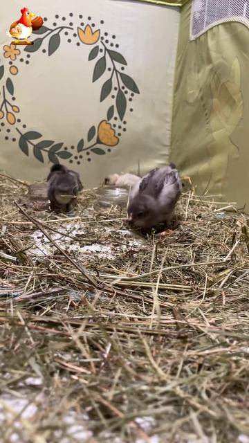 5 серых цыплят на соломке в детской кроватке 🐣 (1)