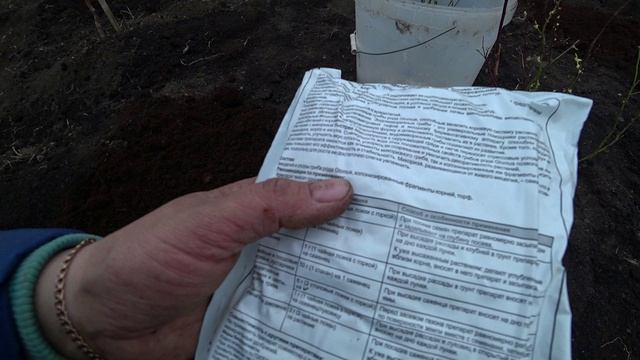 Как правильно посадить голубику