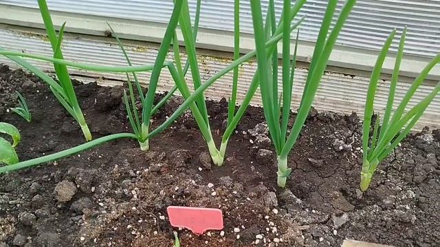 24.04.2026 Тепличные будни. Редиска показалась. Лук обманул ожидания