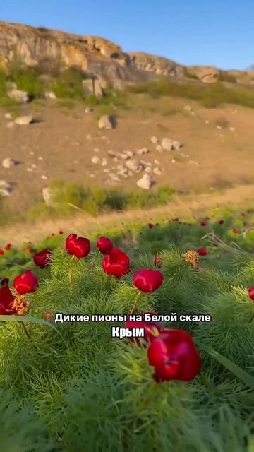 Белая Скала, Крым