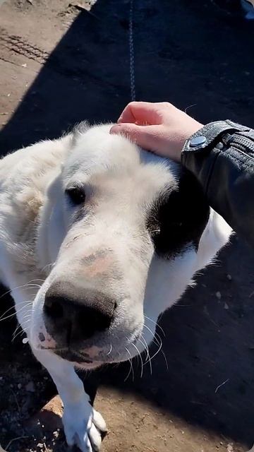 Приветики, довольный пёс!🌞🐶

 #собаки #алабайчик #алабай