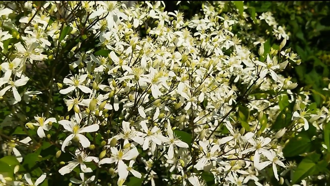 Клематис - декоративное многолетнее растение для вертикального озеленения