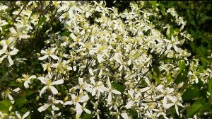 Клематис - декоративное многолетнее растение для вертикального озеленения