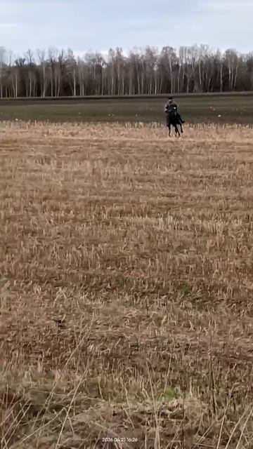 Как падают кованные лошади на асфальте