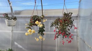 🏡 Онородно-тепличный Vlog. Томаты перенесла в парник. Переделываем второй парник.