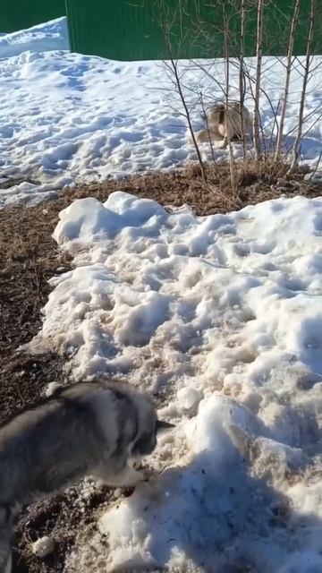 🌿Наша хаски Фрея спасённая из Якутска дома 🏠❗Пост в описании 🎥 #собака #хаски #любовь #счастье