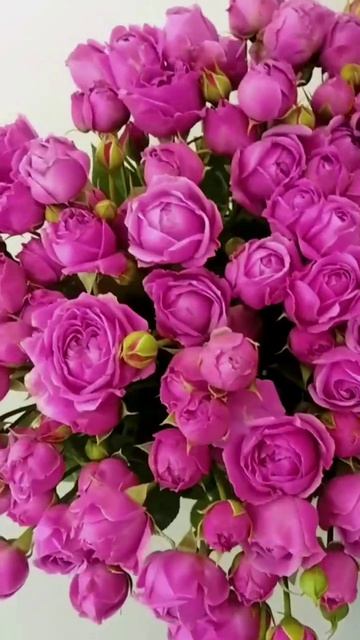 Почему все сходят с ума по этой розе?