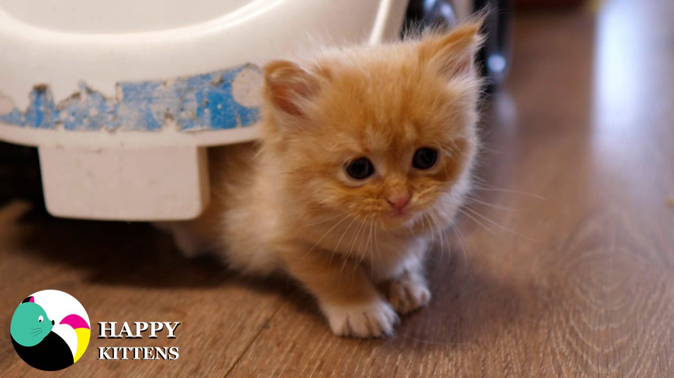 Котята смешные и любопытные. Они исследуют всё вокруг, учатся и познают мир играя.