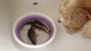 Улов) Охотник или рыболов?)