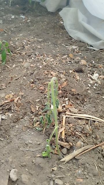 Выжили ранние помидорки🍅24 апреля 2026г