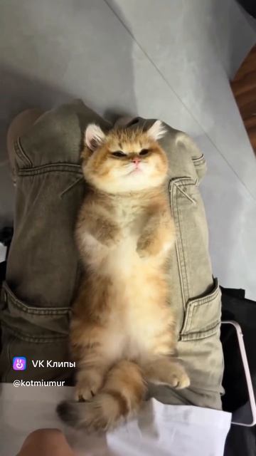 Вау котик 🐱 смотреть онлайн