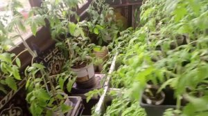 Моя рассада 26.04.26.Что еще посеяла