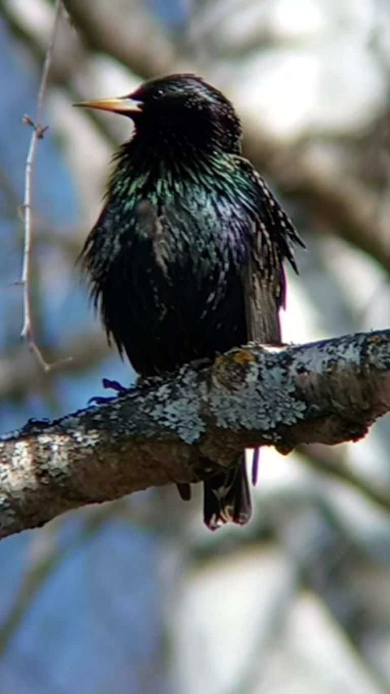 Скворец чистит пёрышки