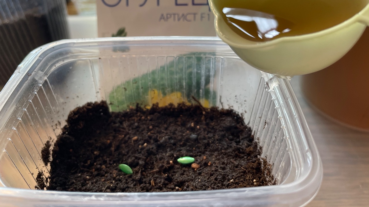 Самый лучший способ посева огурцов!