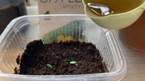 Самый лучший способ посева огурцов!