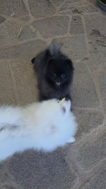 Чёрный шпиц щенок в питомник