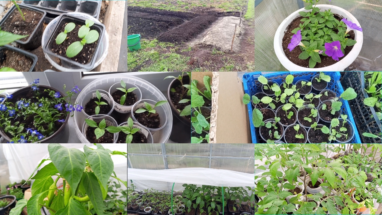 26-04-2026Рассада от 1 апреля.Распикировала капусту.Петунии на ПМЖ.Посеяла морковь.Перцы в теплице