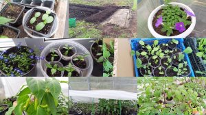 26-04-2026Рассада от 1 апреля.Распикировала капусту.Петунии на ПМЖ.Посеяла морковь.Перцы в теплице