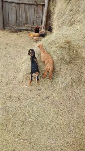 Козя с малышами