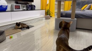 Влог/ Котики боятся звуков птиц. Готовлю десерт