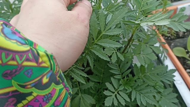 26.04.2026. Дождь. Коты-вредители. Недокуровод.