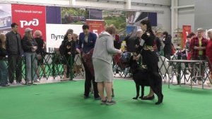 Бойкая Стая Шерстяной Зевс Громоверэец