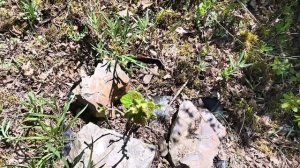 Посадка съедобных лесов в Крыму!