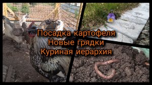 Посадка картофеля. Новые грядки. Куриная иерархия.