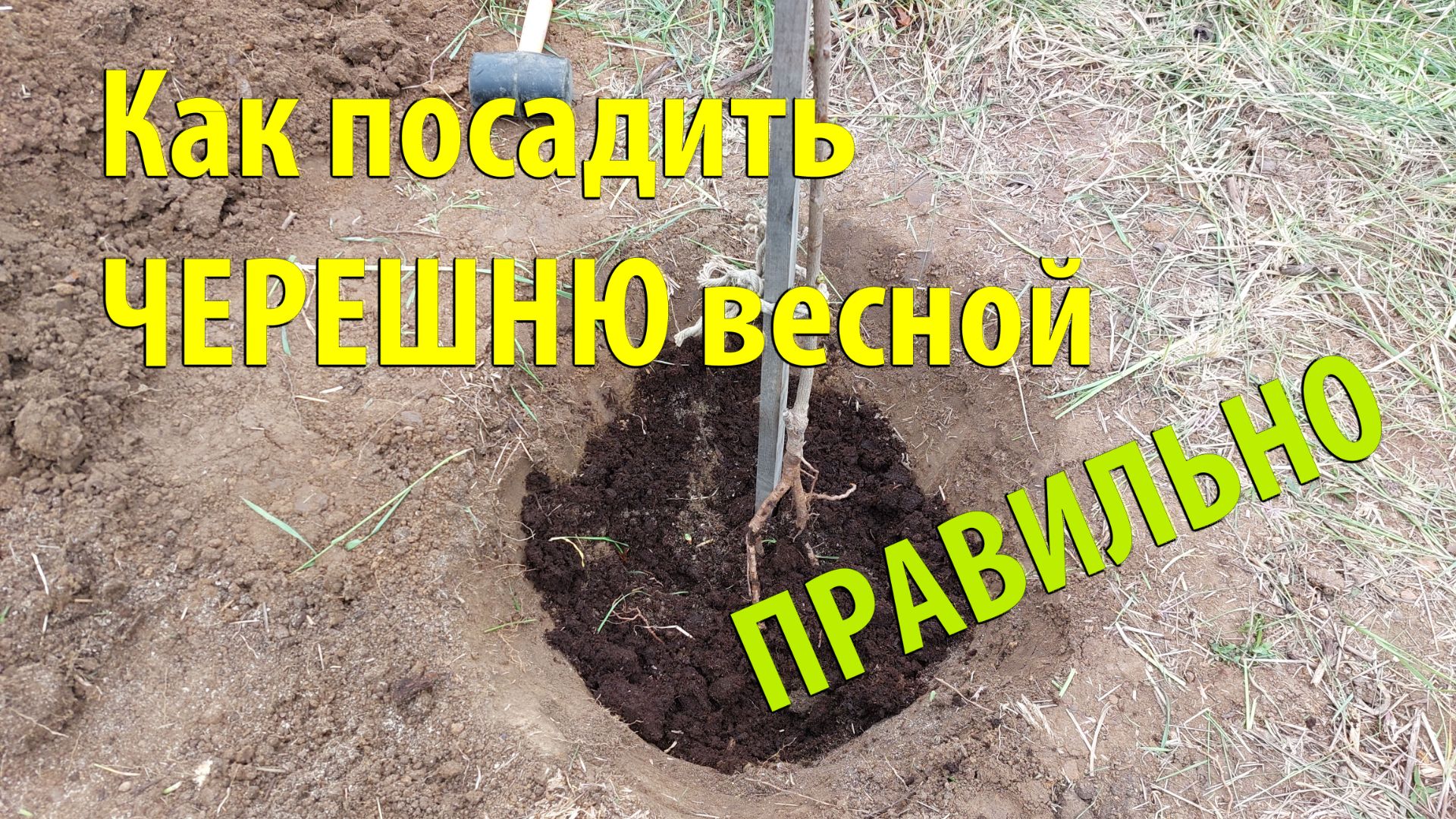 Как посадить ЧЕРЕШНЮ весной ПРАВИЛЬНО