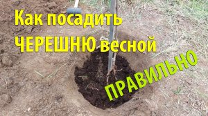 Как посадить ЧЕРЕШНЮ весной ПРАВИЛЬНО