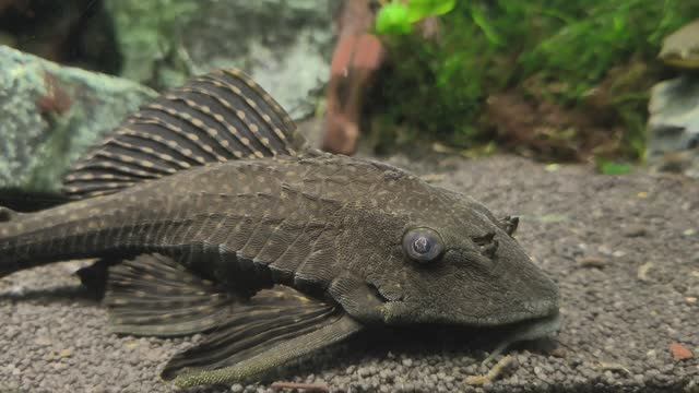 Анциструс. Сомы-прилипалы. Сомики-анцистры. Рыбки. Усатые чистильщики на посту. Москвариум 2026