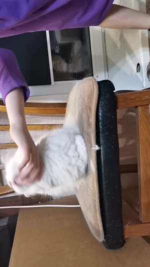 Кошкина риакция на штуку