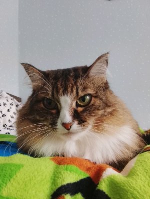 Муся утром! 🐱