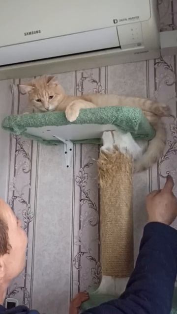 Вся семья старается по очереди приручить дикого  ребенока с улицы. Это трудно.Детеныш в стрессе.