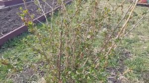 Воскресное утро.🌞На дачке
26.04.