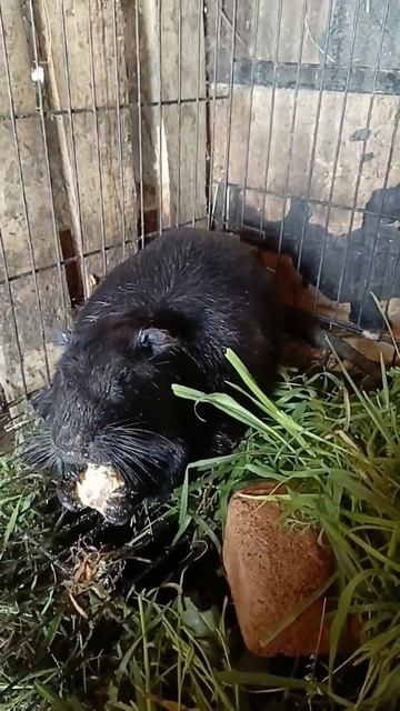 Самец нутрии Варвар.