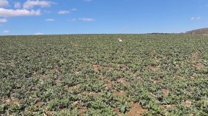 26-04-2026 Фотий по куропатке