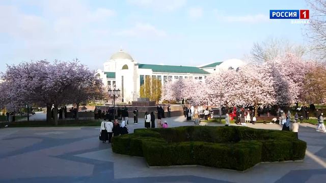 Сакура весна 2026