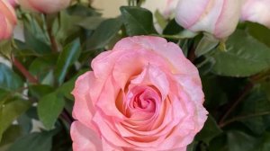 Рисунки Насти, 8 лет ❤️