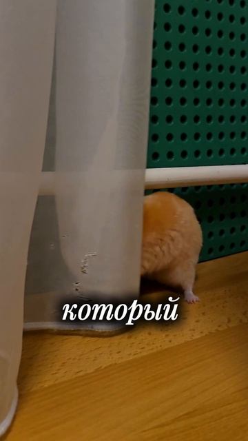 Это хомяк