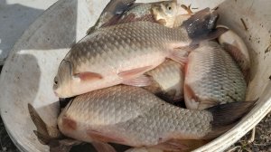 ЖЕСТЬ ЖОР КРУПНОГО КАРАСЯ УЛОВ 26 АПРЕЛЯ