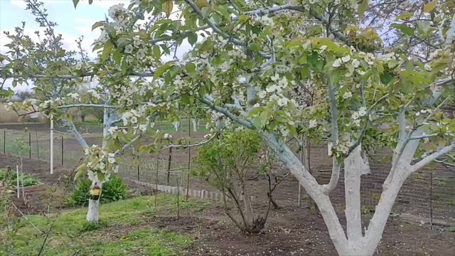 Маячки и что растёт в саду