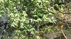 **ТЫ МОЯ ГОЛУБКА**НЕЖНАЯ ПЕСНЯ О ЛЮБВИ К ЕДИНСТВЕННОЙ ГОЛУБКЕ. ЛЮБОВЬ ЭТО НЕ ТОЛЬКО СЛОВА ОНА ВНУТРИ