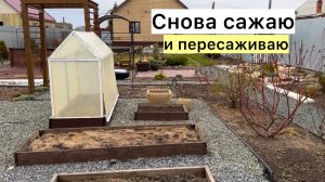 Рабочий ВЛОГ! Сажаю новую лиственницу! Обзор рассады!